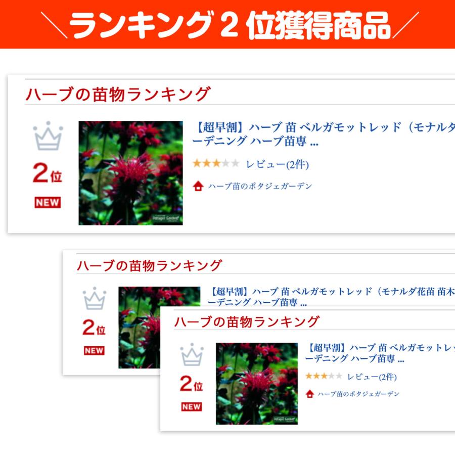 ハーブ 苗 ベルガモット レッド（種類 栽培 ハーブガーデン ハーブティー 花 ガーデニング 栽培キット） |  | 01