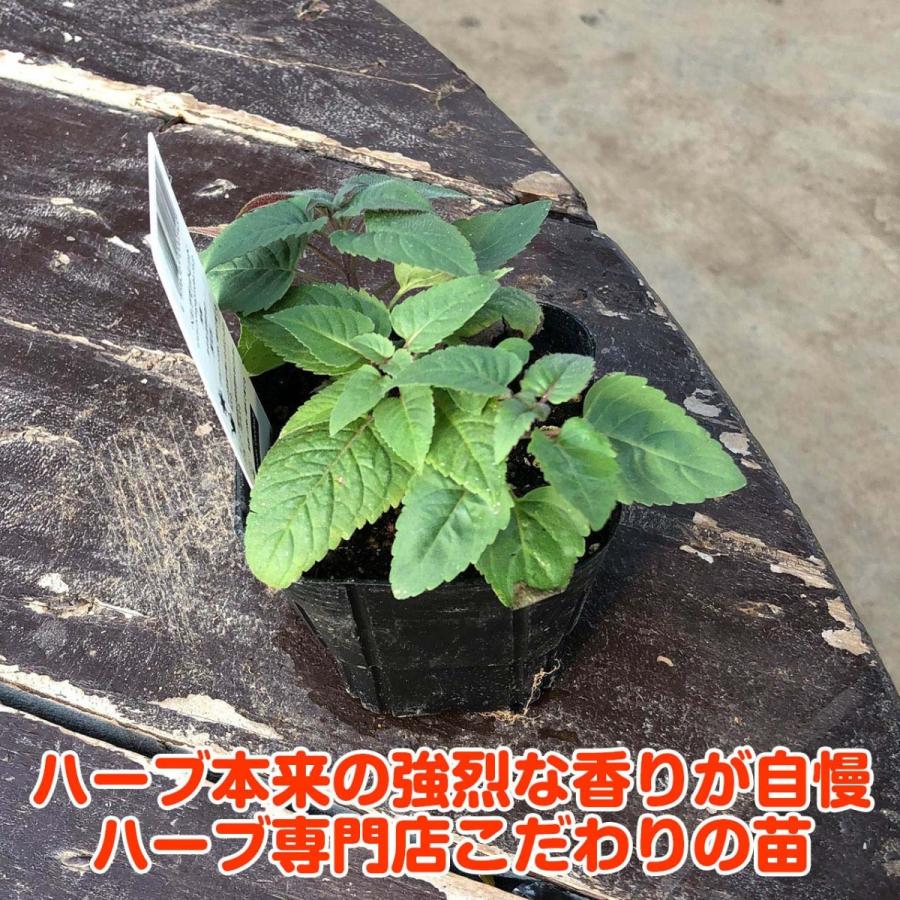 ハーブ 苗 ベルガモット レッド 種類 栽培 ハーブガーデン ハーブティー 花 ガーデニング 栽培キット Berga Red ハーブ苗のポタジェガーデン 通販 Yahoo ショッピング