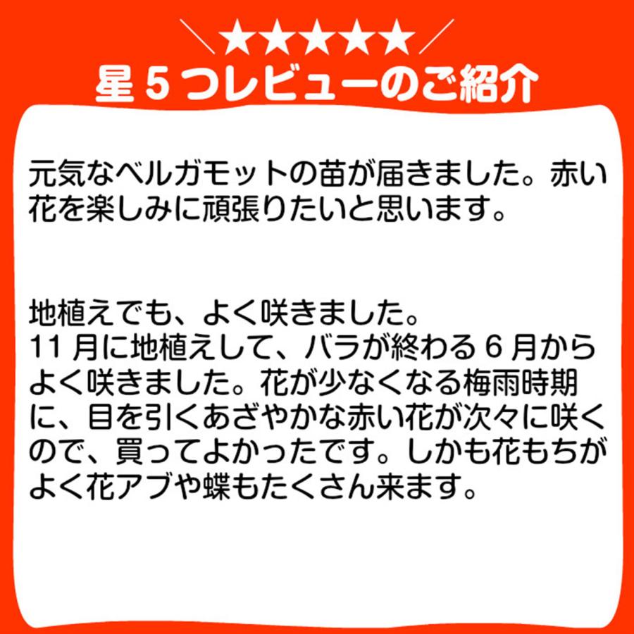 ハーブ 苗 ベルガモット レッド（種類 栽培 ハーブガーデン ハーブティー 花 ガーデニング 栽培キット） |  | 04
