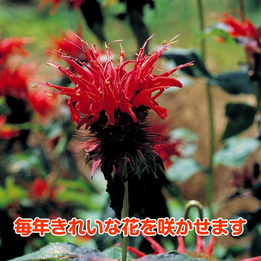 ハーブ 苗 ベルガモット レッド（種類 栽培 ハーブガーデン ハーブティー 花 ガーデニング 栽培キット） |  | 05