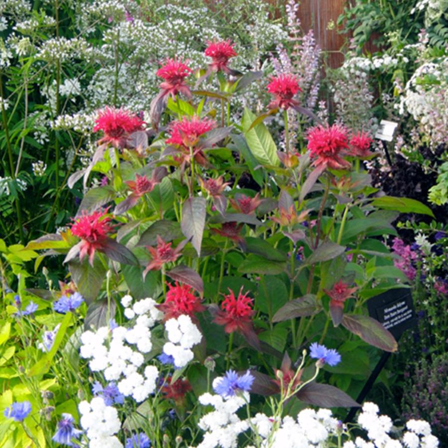 ハーブ 苗 ベルガモット レッド（種類 栽培 ハーブガーデン ハーブティー 花 ガーデニング 栽培キット） |  | 06