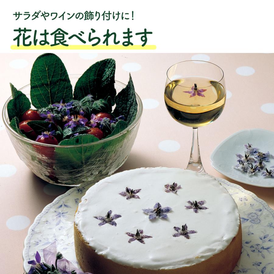 ハーブ 苗 ボリジ 青花（種類 栽培 ハーブガーデン ハーブティー 花