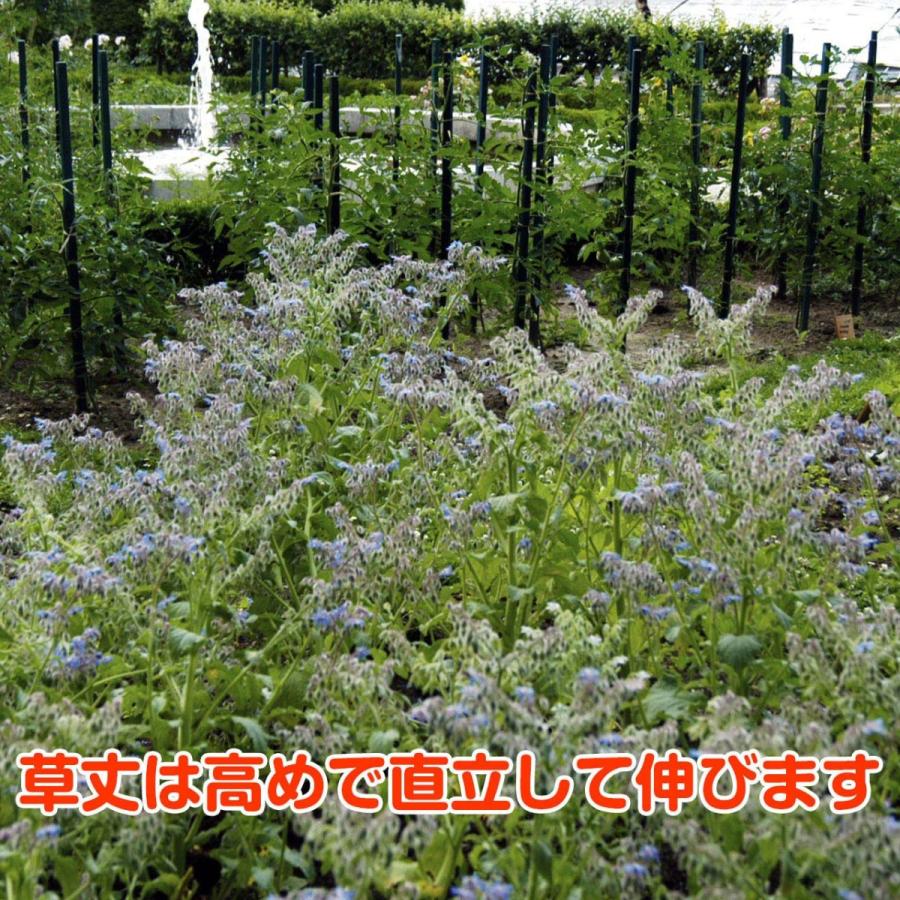 ハーブ 苗 ボリジ 白花 種類 栽培 ハーブガーデン ハーブティー 花 ガーデニング 栽培キット Borage White ハーブ苗のポタジェガーデン 通販 Yahoo ショッピング
