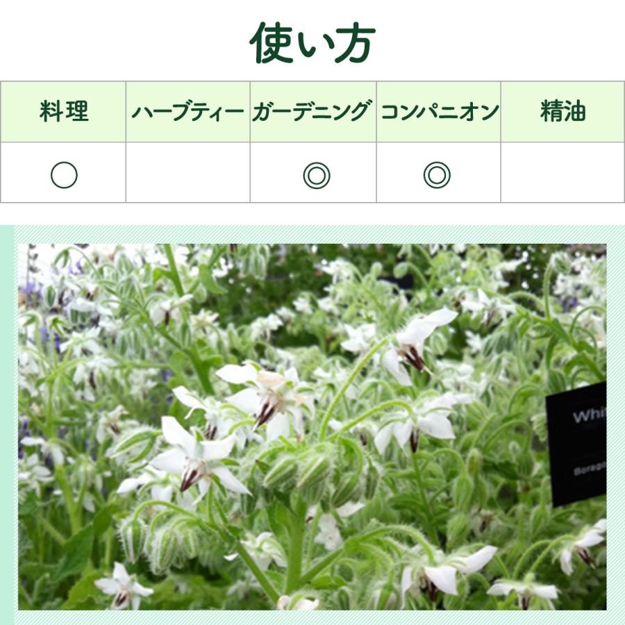 ハーブ 苗 ボリジ 白花 種類 栽培 ハーブガーデン ハーブティー 花 ガーデニング 栽培キット Borage White ハーブ苗のポタジェガーデン 通販 Yahoo ショッピング