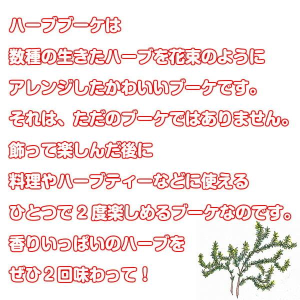 ハーブ ブーケ ミント 通販 ハーブティー 寄せ植え セット 本 生花 母の日 花束 ミニブーケ スワッグ ケース 作り方 東京 贈り物 種類 Bouquet02 ハーブ苗のポタジェガーデン 通販 Yahoo ショッピング