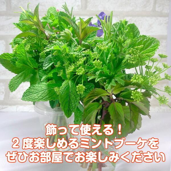 ハーブ ブーケ ミント 通販 ハーブティー 寄せ植え セット 本 生花 母の日 花束 ミニブーケ スワッグ ケース 作り方 東京 贈り物 種類 Bouquet02 ハーブ苗のポタジェガーデン 通販 Yahoo ショッピング