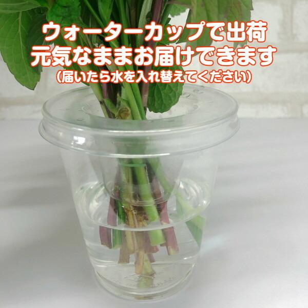 ハーブ ブーケ ミント 通販 ハーブティー 寄せ植え セット 本 生花 母の日 花束 ミニブーケ スワッグ ケース 作り方 東京 贈り物 種類 Bouquet02 ハーブ苗のポタジェガーデン 通販 Yahoo ショッピング
