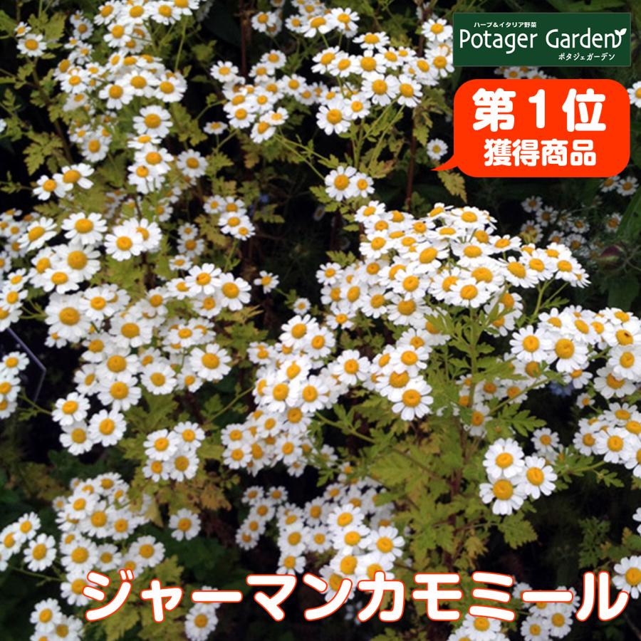 ハーブ 苗 カモミール ジャーマン 種類 栽培 ハーブガーデン カモミールティー アロマ 育て方 花 ハンドクリーム 入浴剤 ハーブティー Camo German B ハーブ苗のポタジェガーデン 通販 Yahoo ショッピング