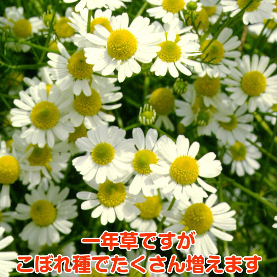 ハーブ 苗 カモミール ジャーマン 種類 栽培 ハーブガーデン カモミールティー アロマ 育て方 花 ハンドクリーム 入浴剤 ハーブティー Camo German B ハーブ苗のポタジェガーデン 通販 Yahoo ショッピング