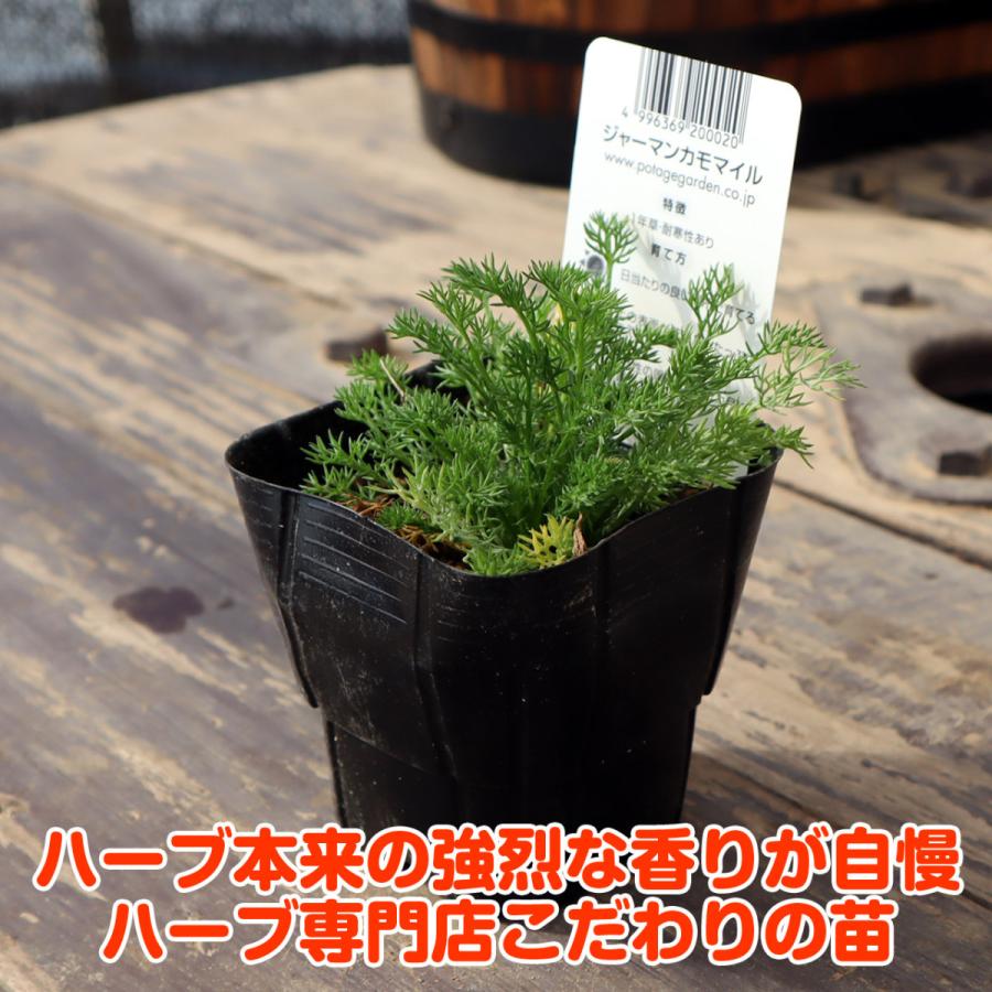 ハーブ 苗 セット ジャーマンカモミール10個 種類 栽培 ハーブティー ハーブガーデン 花 ガーデニング 苗木 栽培キット 送料無料 Camo German10 ハーブ苗のポタジェガーデン 通販 Yahoo ショッピング