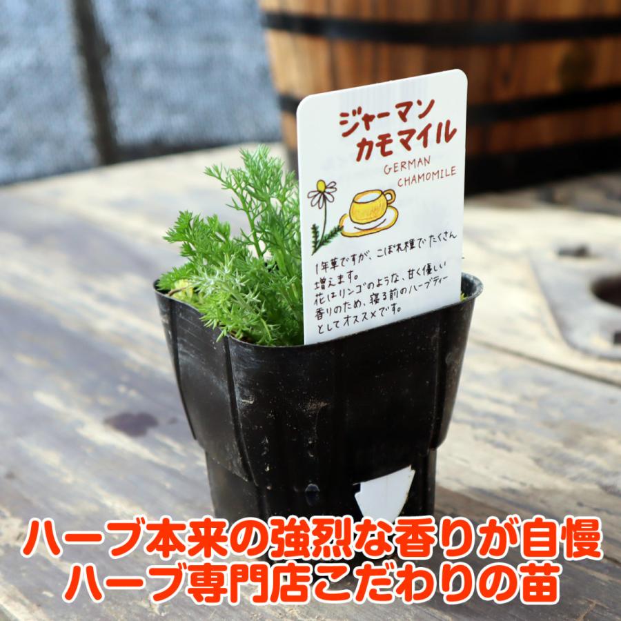 ハーブ 苗 セット ジャーマンカモミール5個 種類 栽培 ハーブガーデン カモミールティー アロマ 育て方 ハンドクリーム 入浴剤 ハーブティー Camo German5 ハーブ苗のポタジェガーデン 通販 Yahoo ショッピング