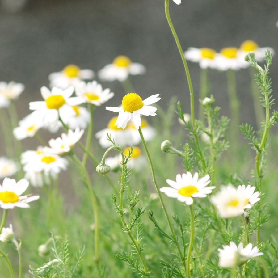 ハーブ 苗 カモミール ローマン 種類 栽培 ハーブガーデン カモミールティー 種 アロマ 育て方 花 ハンドクリーム 入浴剤 ハーブティー Chamomile Roman ハーブ苗のポタジェガーデン 通販 Yahoo ショッピング