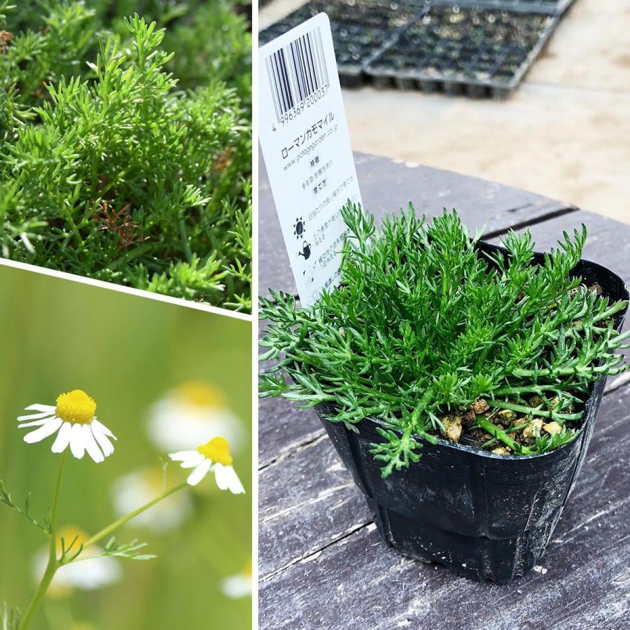 ハーブ 苗 カモミール ローマン 種類 栽培 ハーブガーデン カモミールティー 種 アロマ 育て方 花 ハンドクリーム 入浴剤 ハーブティー Chamomile Roman ハーブ苗のポタジェガーデン 通販 Yahoo ショッピング