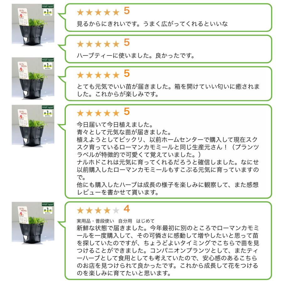 ハーブ 苗 カモミール ローマン 種類 栽培 ハーブガーデン カモミールティー 種 アロマ 育て方 花 ハンドクリーム 入浴剤 ハーブティー Chamomile Roman ハーブ苗のポタジェガーデン 通販 Yahoo ショッピング