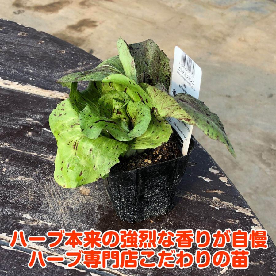 野菜 苗 カステルフランコ 種類 栽培 ハーブガーデン ハーブティー 花 ガーデニング 栽培キット Chicory Castel ハーブ苗のポタジェガーデン 通販 Yahoo ショッピング