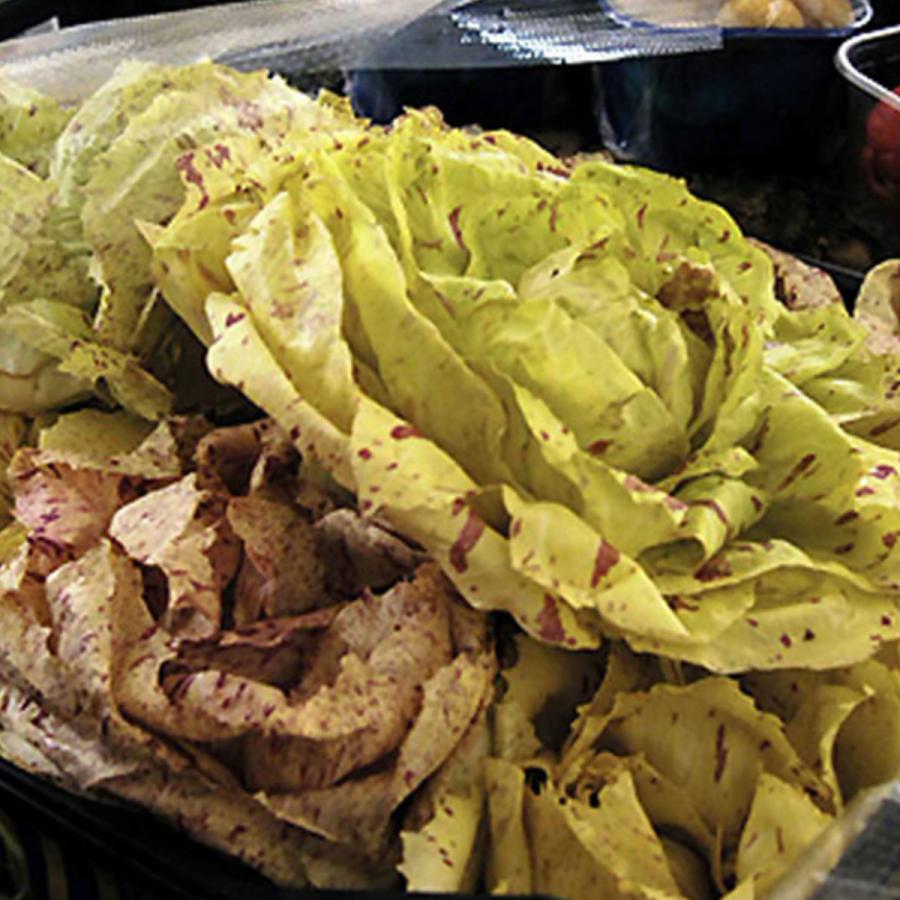 野菜 苗 カステルフランコ 種類 栽培 ハーブガーデン ハーブティー 花 ガーデニング 栽培キット Chicory Castel ハーブ苗のポタジェガーデン 通販 Yahoo ショッピング