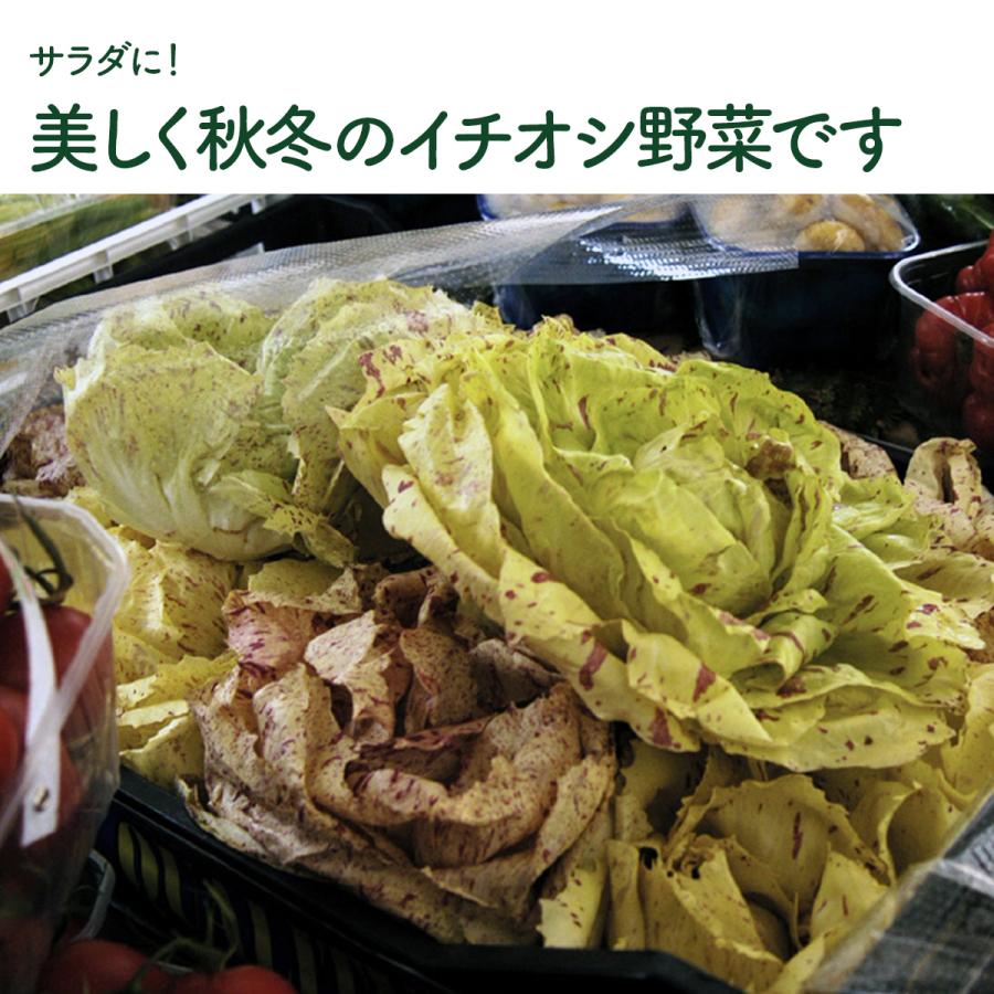 野菜 苗 カステルフランコ（種類 栽培 ハーブガーデン ハーブティー 花