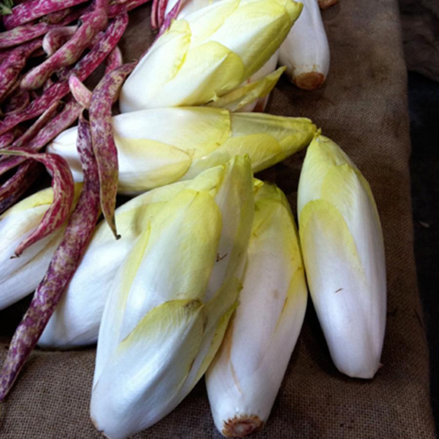 野菜 苗 チコリ 種類 栽培 ハーブガーデン ハーブティー 花 ガーデニング 栽培キット Chicory ハーブ苗のポタジェガーデン 通販 Yahoo ショッピング