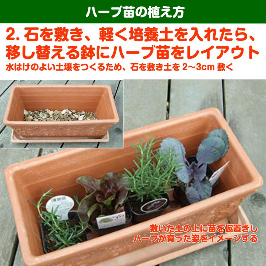 ハーブ 苗 オーデコロンミント（虫除け 種類 栽培 ハーブティー  ハーブガーデン ミントオイル 育て方 苗木 果樹 栽培キット 栽培セット） |  | 10