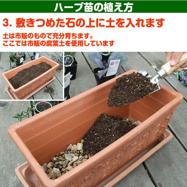 ハーブ 苗 オーデコロンミント（虫除け 種類 栽培 ハーブティー  ハーブガーデン ミントオイル 育て方 苗木 果樹 栽培キット 栽培セット） |  | 11