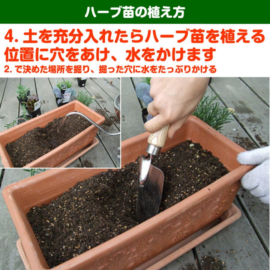 ハーブ 苗 オーデコロンミント（虫除け 種類 栽培 ハーブティー  ハーブガーデン ミントオイル 育て方 苗木 果樹 栽培キット 栽培セット） |  | 12