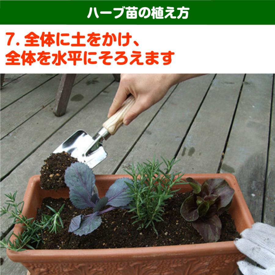 ハーブ 苗 オーデコロンミント（虫除け 種類 栽培 ハーブティー  ハーブガーデン ミントオイル 育て方 苗木 果樹 栽培キット 栽培セット） |  | 15