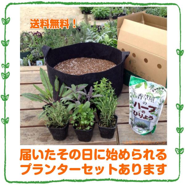 ハーブ 苗 オーデコロンミント（虫除け 種類 栽培 ハーブティー  ハーブガーデン ミントオイル 育て方 苗木 果樹 栽培キット 栽培セット） |  | 18