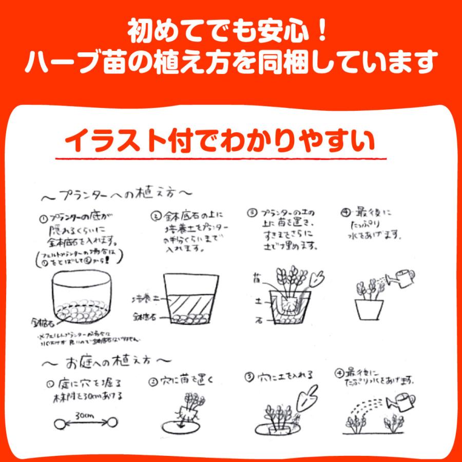 ハーブ 苗 オーデコロンミント（虫除け 種類 栽培 ハーブティー  ハーブガーデン ミントオイル 育て方 苗木 果樹 栽培キット 栽培セット） |  | 07