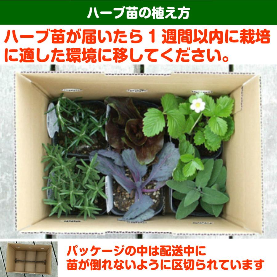 ハーブ 苗 オーデコロンミント 虫除け 種類 栽培 ハーブティー ハーブガーデン ミントオイル 育て方 苗木 果樹 栽培キット 栽培セット Eaude6 ハーブ苗のポタジェガーデン 通販 Yahoo ショッピング
