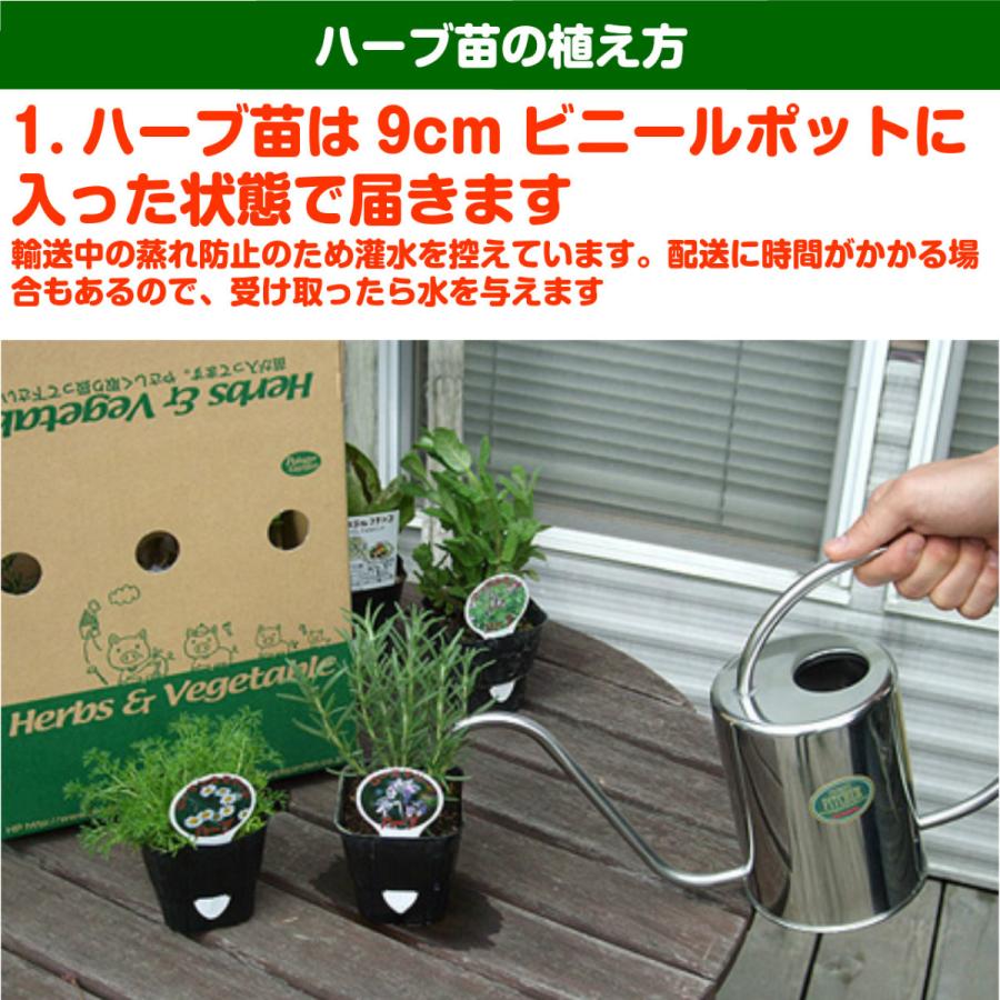 ハーブ 苗 オーデコロンミント（虫除け 種類 栽培 ハーブティー  ハーブガーデン ミントオイル 育て方 苗木 果樹 栽培キット 栽培セット） |  | 09