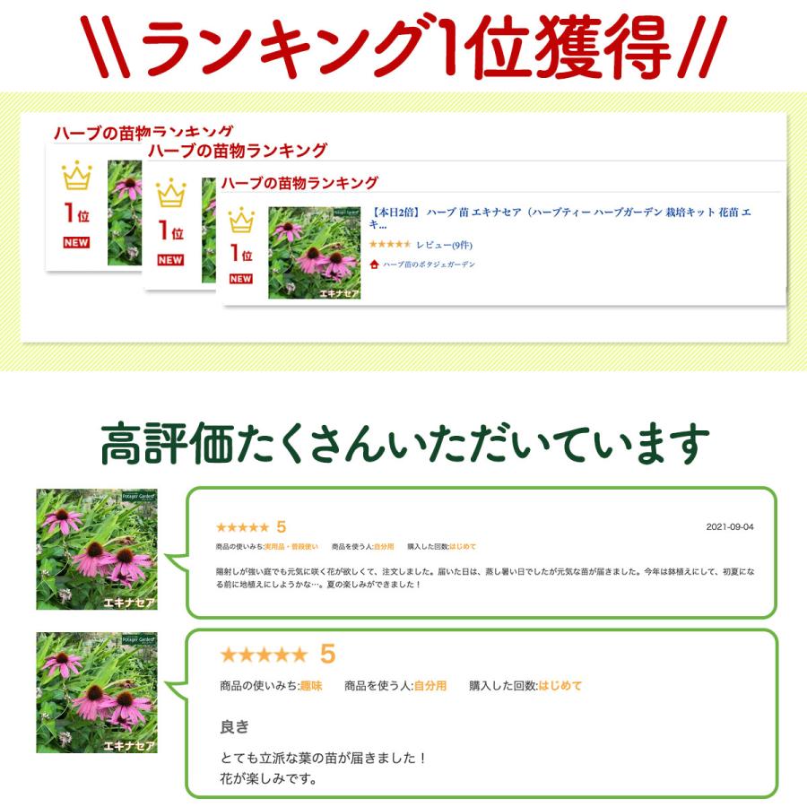 ハーブ 苗 エキナセア（種類 栽培 ハーブガーデン ハーブティー 花 ガーデニング 栽培キット） |  | 07