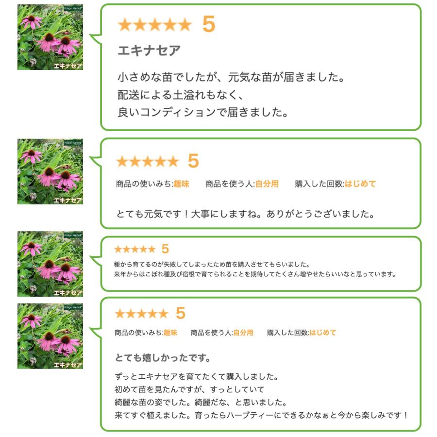 ハーブ 苗 エキナセア（種類 栽培 ハーブガーデン ハーブティー 花 ガーデニング 栽培キット） |  | 08