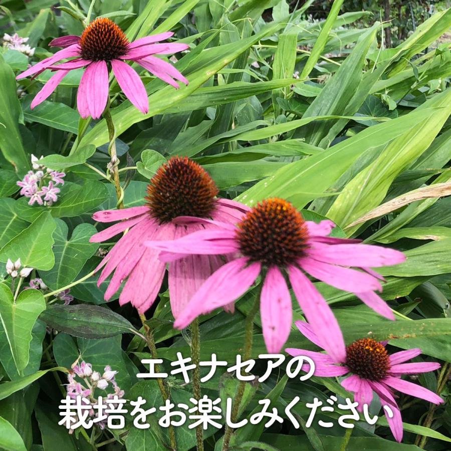 ハーブ 苗 エキナセア（種類 栽培 ハーブガーデン ハーブティー 花 ガーデニング 栽培キット） |  | 10