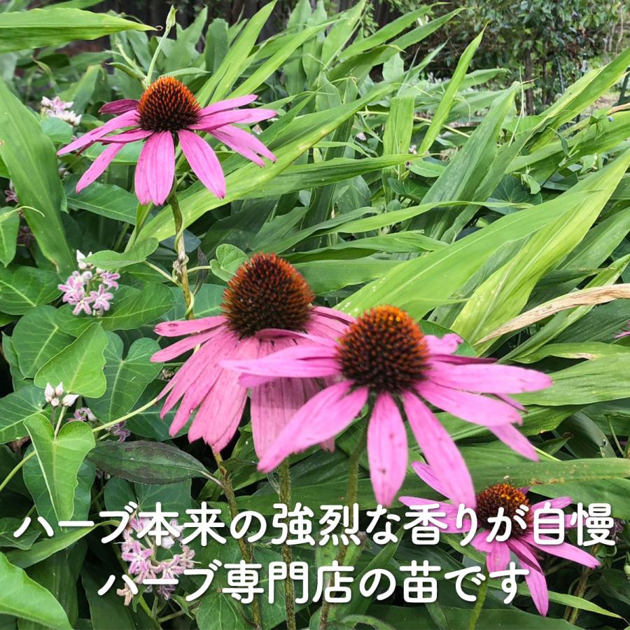 ハーブ 苗 エキナセア（種類 栽培 ハーブガーデン ハーブティー 花