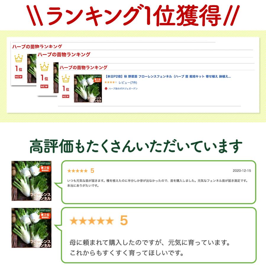 ハーブ 苗 フローレンスフェンネル（種類 栽培 ハーブガーデン ハーブ