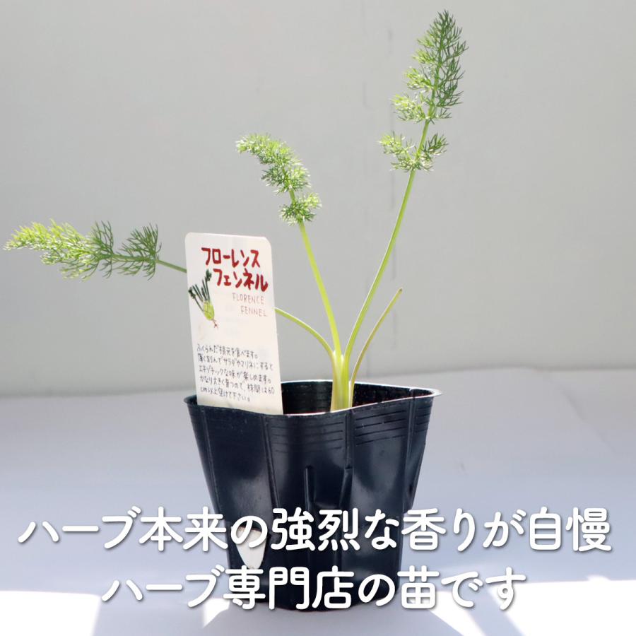 ハーブ 苗 フローレンスフェンネル（種類 栽培 ハーブガーデン ハーブ