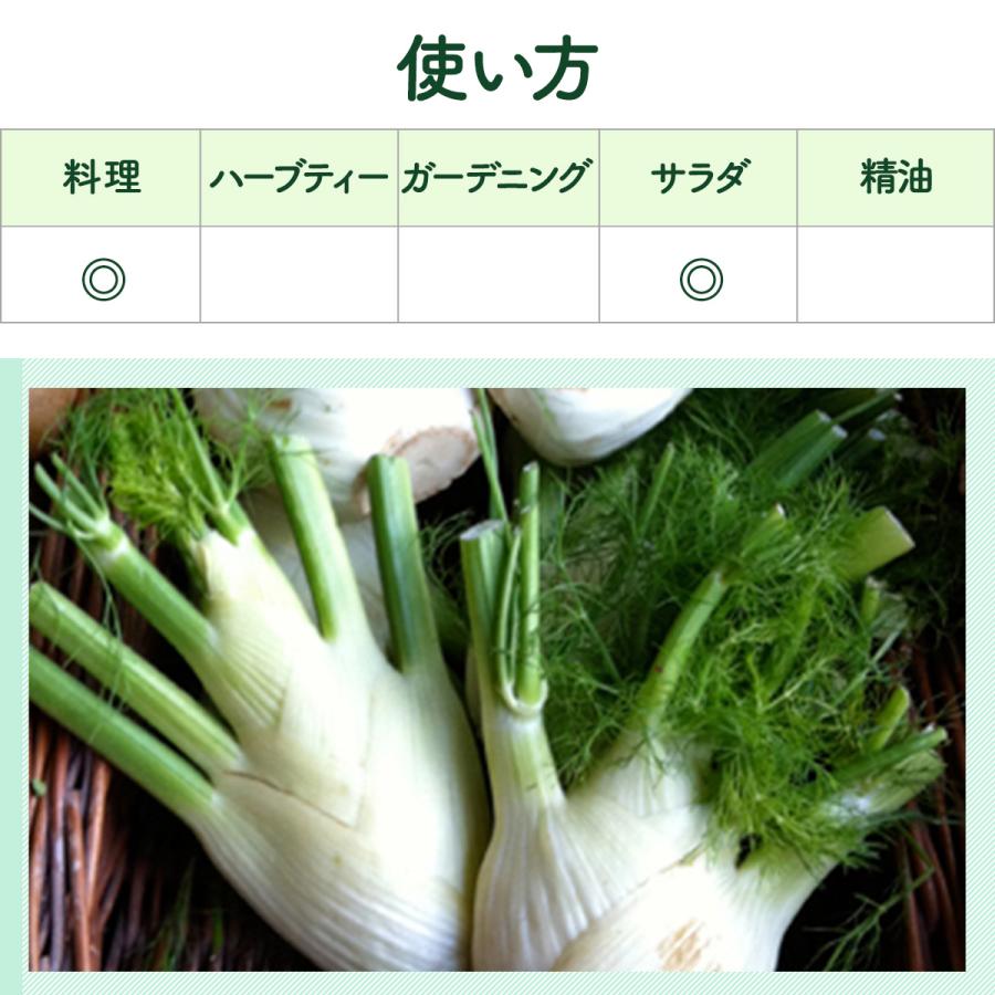 ハーブ 苗 フローレンスフェンネル（種類 栽培 ハーブガーデン ハーブ