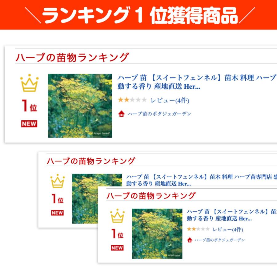 ハーブ 苗 スイートフェンネル 種類 栽培 ハーブガーデン ハーブティー 花 ガーデニング 栽培キット Fennel Sweet ハーブ苗のポタジェガーデン 通販 Yahoo ショッピング