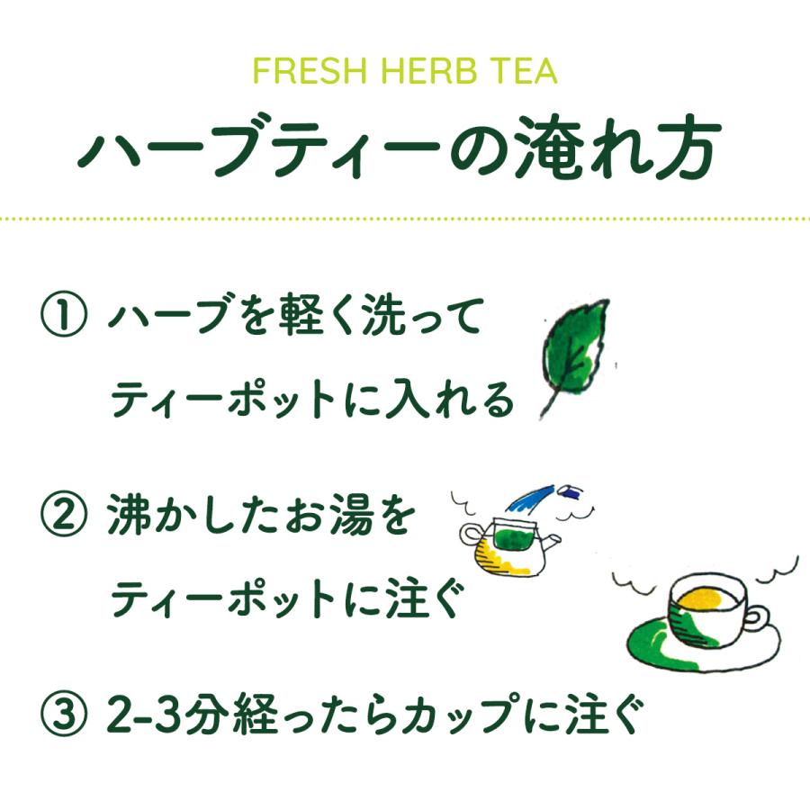 ハーブ 食用 生 ハーブティー 5パックセット（レシピ付 フレッシュ