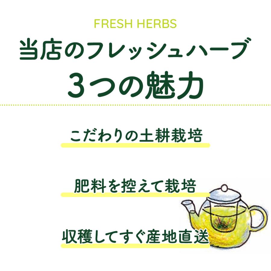 ハーブ 食用 生 ハーブティー 5パックセット（レシピ付 フレッシュハーブ レモンティー 野菜 サラダ 生 業務用 使い方 ギフト スパイス