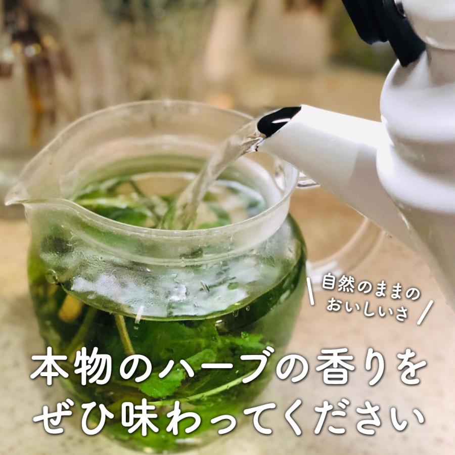 ハーブ 食用 生 ハーブティー 5パックセット（レシピ付 フレッシュ