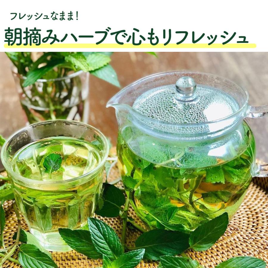 ハーブ 食用 生 ハーブティー 5パックセット（レシピ付 フレッシュ