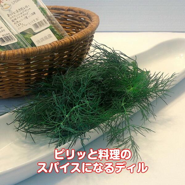 ハーブ 食用 ディル 1パック（レシピ付 フレッシュハーブ ハーブティー ミックス 野菜 サラダ 生 業務用 使い方 ギフト スパイス ...