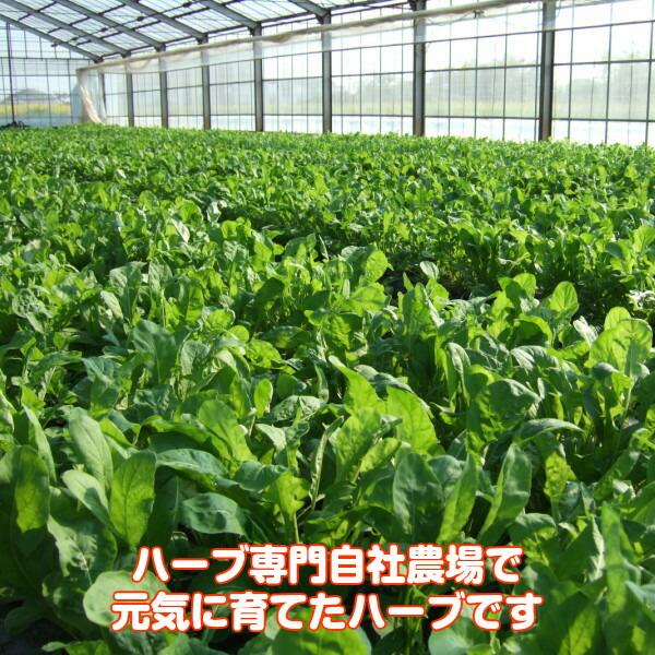 ハーブ 食用 チャービル1パック（レシピ付 フレッシュハーブ ハーブティー ミックス 野菜 サラダ 生 業務用 使い方 ギフト スパイス） |  | 01