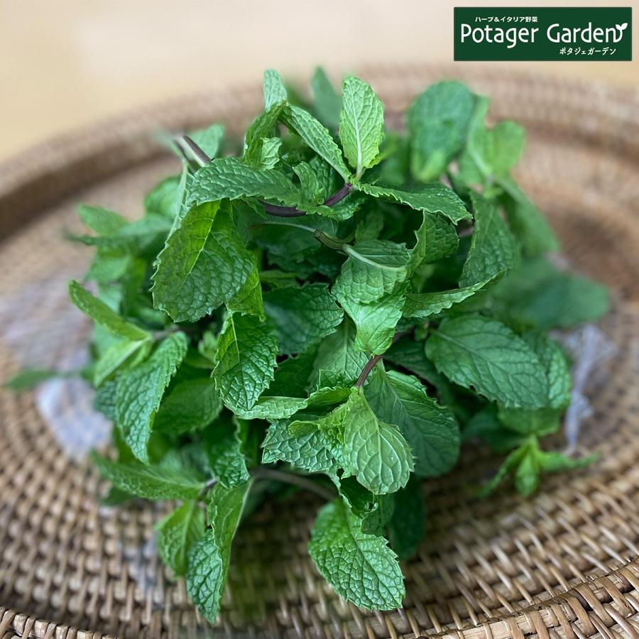 ハーブ 食用 フレッシュ 50g q モヒート ミント タイム ディル イタリアンパセリ ローズマリー ハーブティー 野菜 サラダ 生 業務用 使い方 ギフト Herb Tea Fresh007 ハーブ苗のポタジェガーデン 通販 Yahoo ショッピング