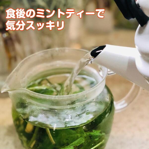 ハーブ 食用 おすすめ セット レシピ付 ルッコラ レモンバーム オレガノ モヒートミント ハーブティ ミックス 野菜 サラダ 生 スパイス Fresh007 ハーブ苗のポタジェガーデン 通販 Yahoo ショッピング