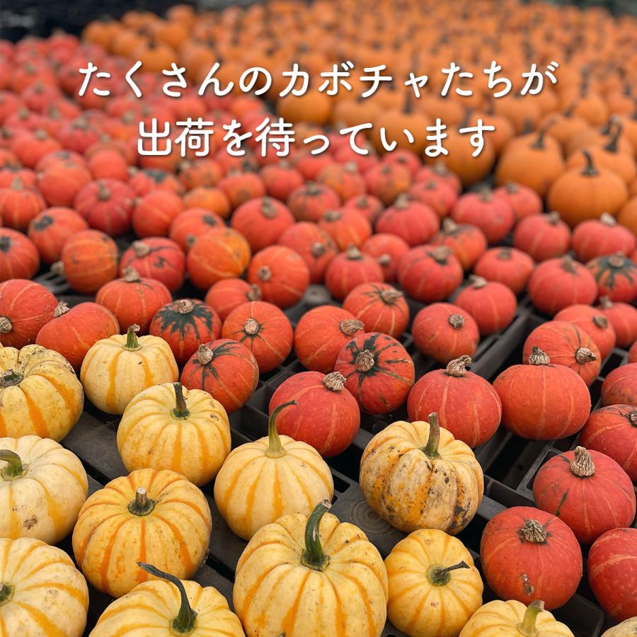 ハロウィン 飾り カボチャ 5個セット かぼちゃ シール オーナメント こども オブジェ 置物 生 玄関 屋外 飾り付けセット ツリー 木 人形 かざり玄関 Halloween A ハーブ苗のポタジェガーデン 通販 Yahoo ショッピング