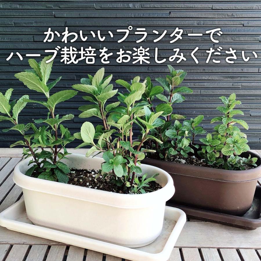 ハーブ 栽培キット（種類 栽培 苗 画像 種 寄せ植え 初心者 花 ハーブ