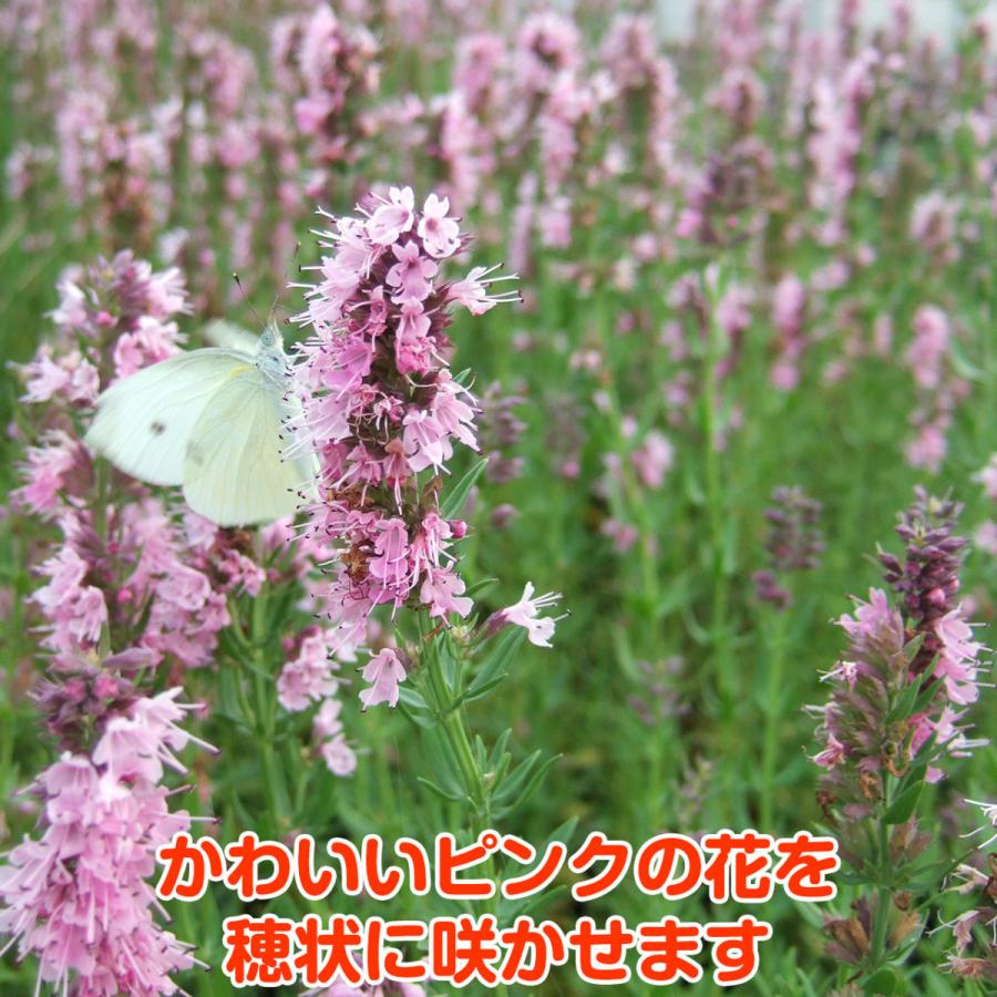 ハーブ 苗 ヒソップピンク 種類 栽培 ハーブガーデン ハーブティー 花 ガーデニング 栽培キット Hyssop Pink ハーブ苗のポタジェガーデン 通販 Yahoo ショッピング
