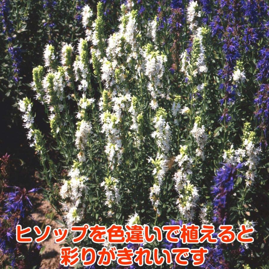 ハーブ 苗 ヒソップホワイト 種類 栽培 ハーブティー 栽培キット ガーデニング 花 人気 おすすめ ハーブガーデン